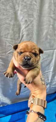 Staffordshire Bull Terrier