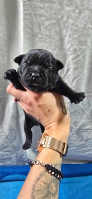 Chiot N°2 - Staffordshire Bull Terrier