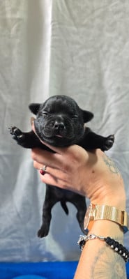 Chiot N°4 - Staffordshire Bull Terrier