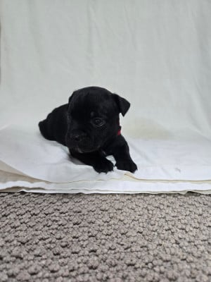 Les chiots de Staffordshire Bull Terrier