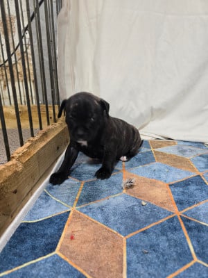 Les chiots de Staffordshire Bull Terrier