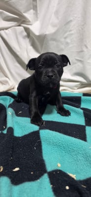 Les chiots de Staffordshire Bull Terrier