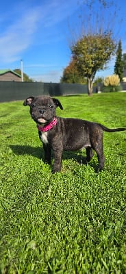 Les chiots de Staffordshire Bull Terrier