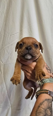 Les chiots de Staffordshire Bull Terrier