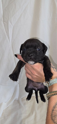 Les chiots de Staffordshire Bull Terrier