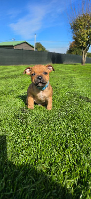 Les chiots de Staffordshire Bull Terrier