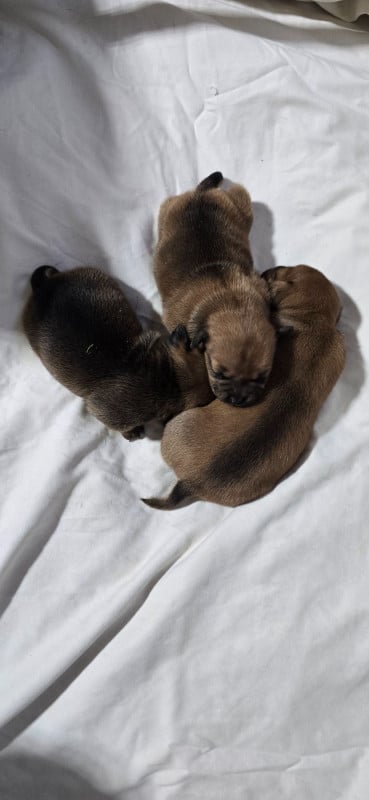 Staffordshire Bull Terrier - Du Domaine des Rois Canins