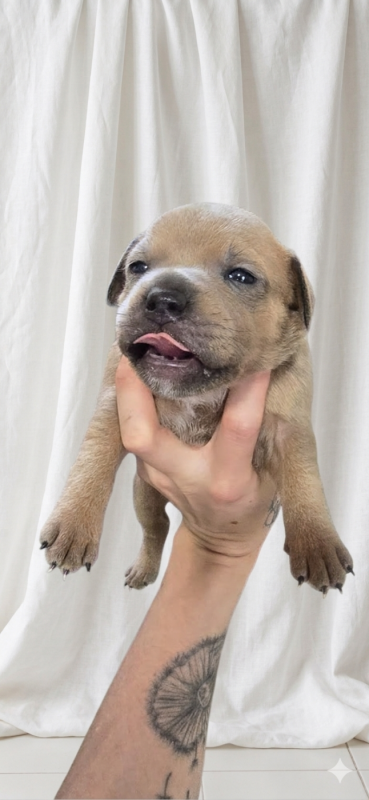 Staffordshire Bull Terrier - Du Domaine des Rois Canins