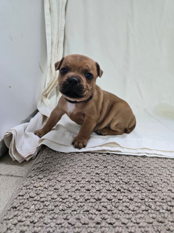 Staffordshire Bull Terrier - Du Domaine des Rois Canins