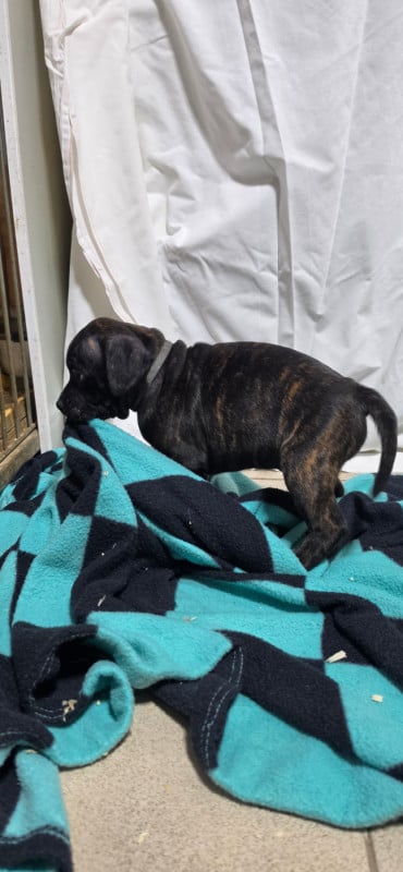 Staffordshire Bull Terrier - Du Domaine des Rois Canins