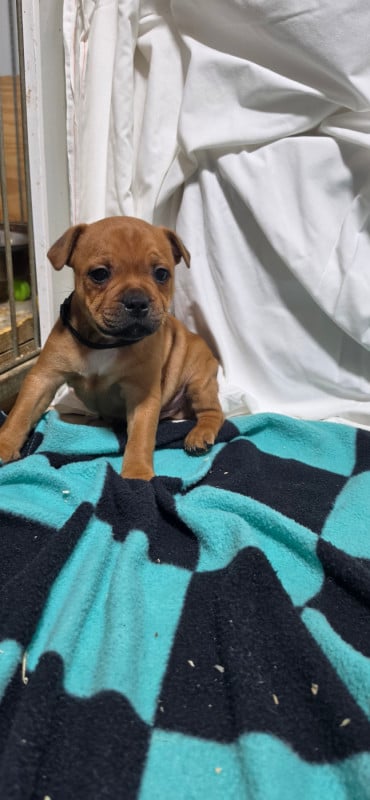 Staffordshire Bull Terrier - Du Domaine des Rois Canins