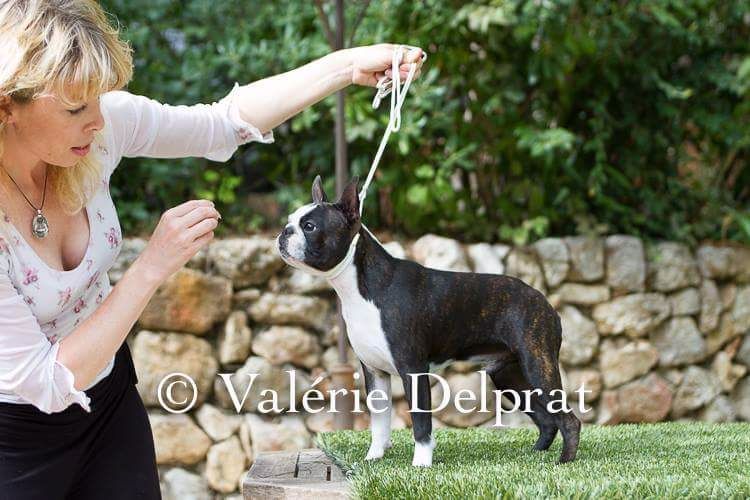 CH. Jewel du grand frenoy - 1 EXC CAC - RCACIB classe ouverte