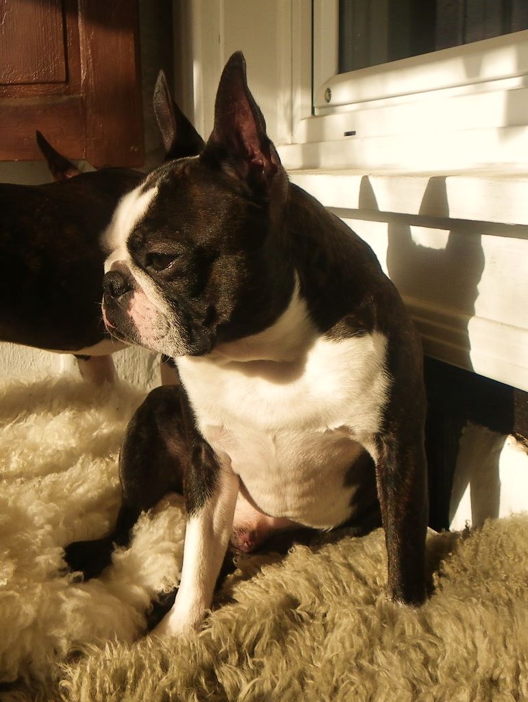 CH. Jewel du grand frenoy - 1 EXC JEUNE MÄLE