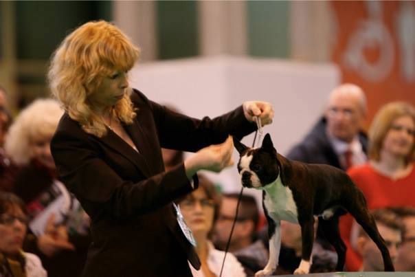 CH. Jewel du grand frenoy - 1er tres prometteur MEILLEUR PUPPY