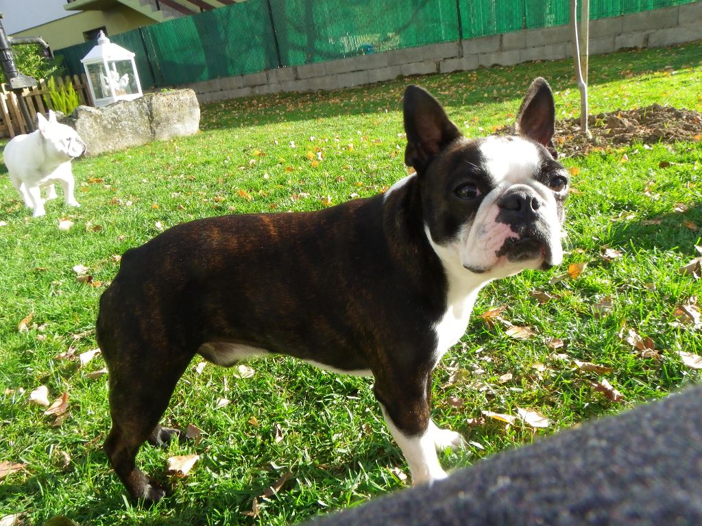 CH. Jewel du grand frenoy - 2 EME EXCELLENT RCACS