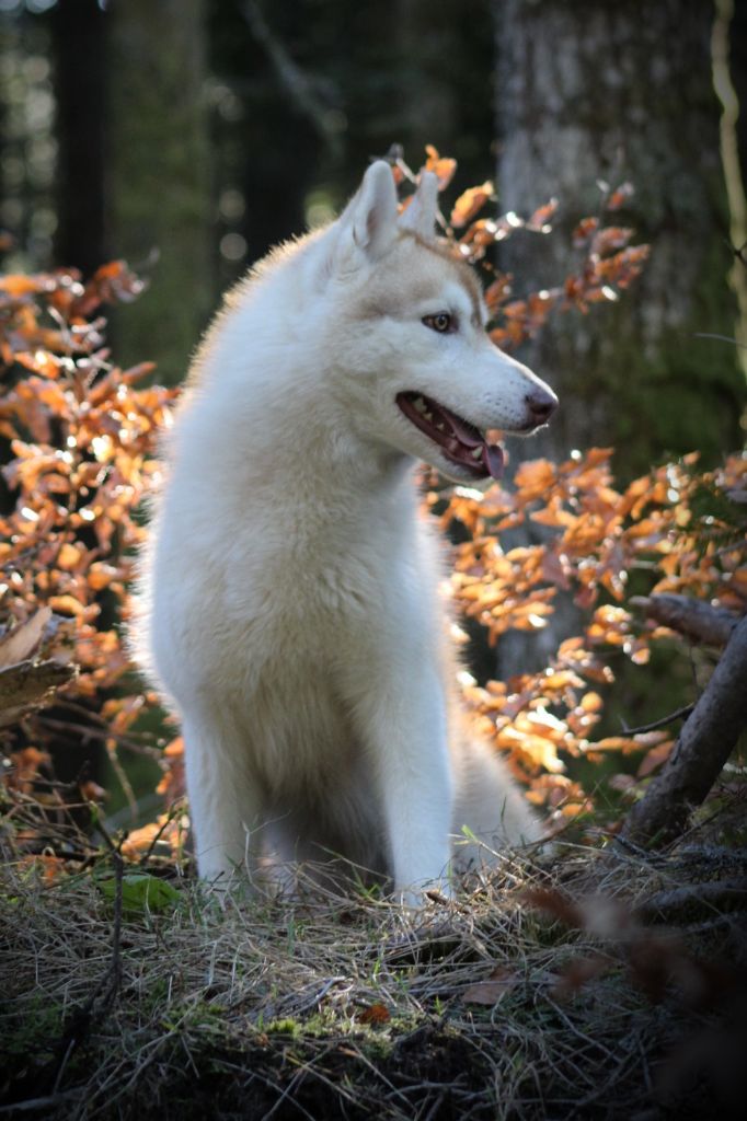 Publication : The Land Of Wolves