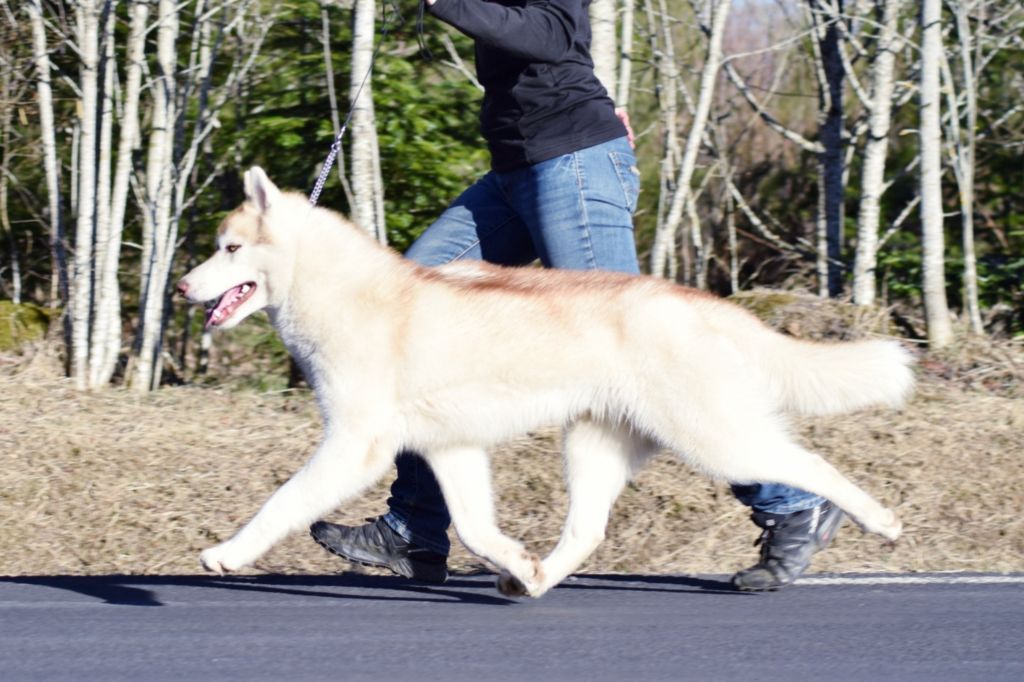 Publication : The Land Of Wolves