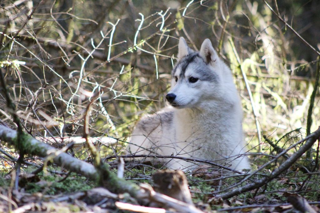 Publication : The Land Of Wolves  Auteur : Aurélie valentin