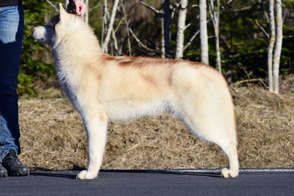 Publication : The Land Of Wolves