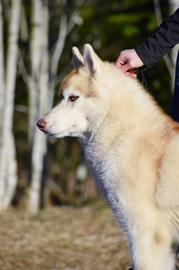 Publication : The Land Of Wolves