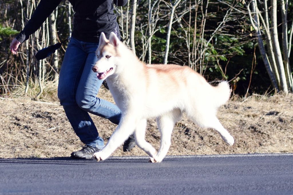 Publication : The Land Of Wolves