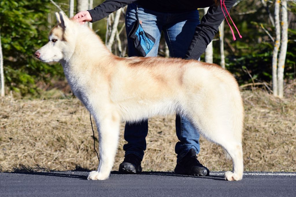 Publication : The Land Of Wolves