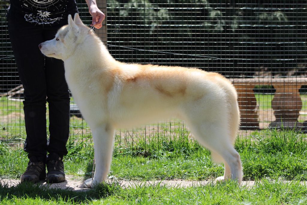 Publication : The Land Of Wolves