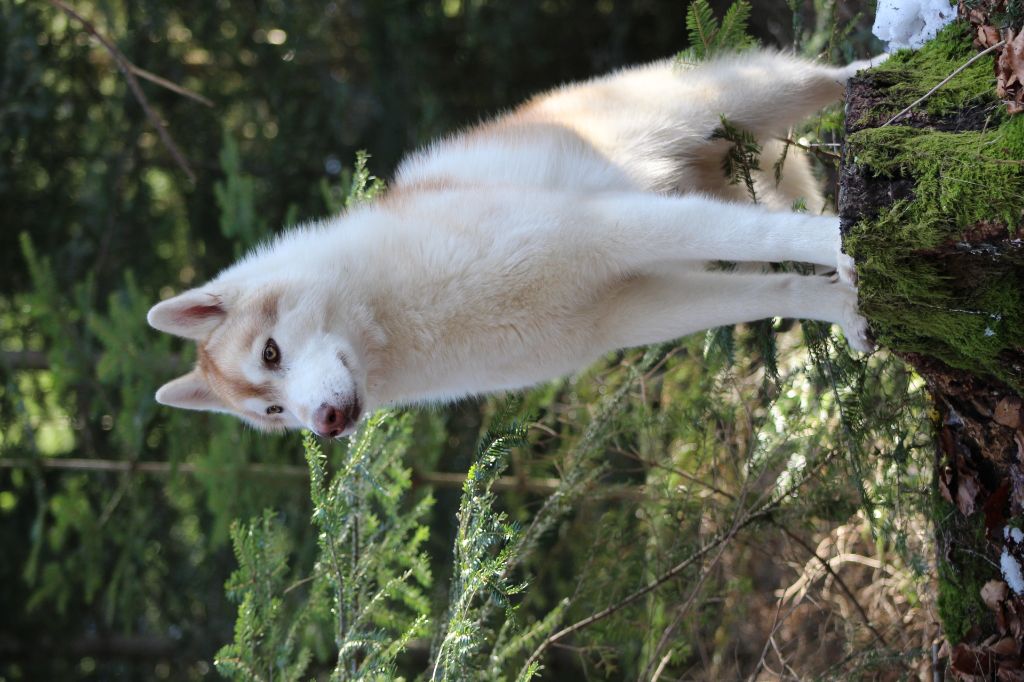 Publication : The Land Of Wolves