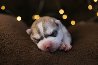 Les chiots de Siberian Husky