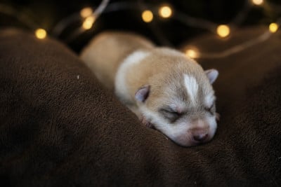 Les chiots de Siberian Husky