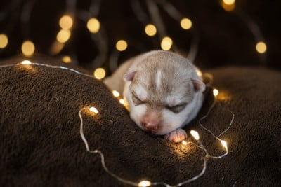 Les chiots de Siberian Husky