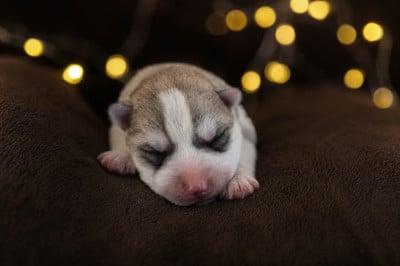 Les chiots de Siberian Husky