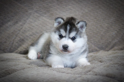 Les chiots de Siberian Husky