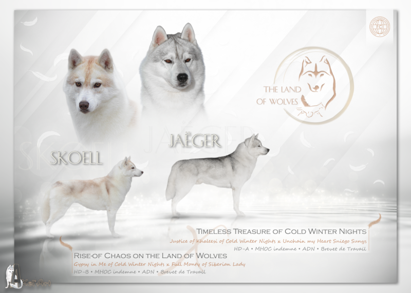 Siberian Husky - The Land Of Wolves