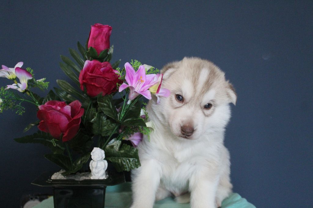 Mâle - Siberian Husky