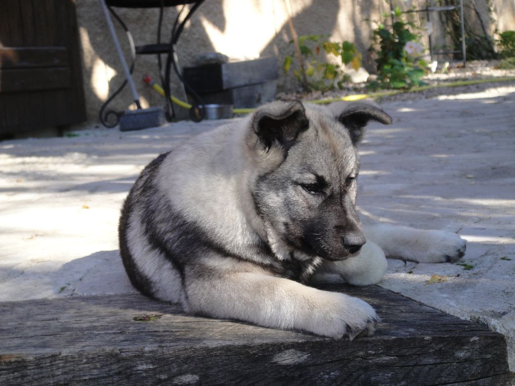 Naja De La Tanière De Saint Loup - Meilleur Puppy Tres Prometteur
