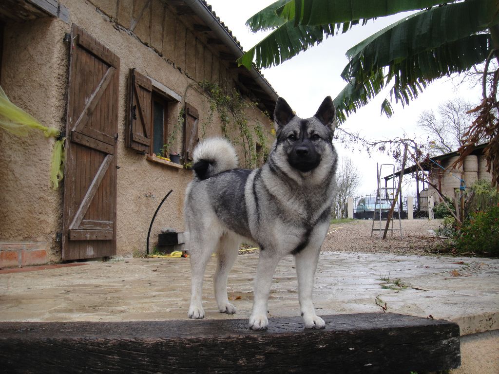 Naja De La Tanière De Saint Loup - CACS-CACIB Meilleur de race