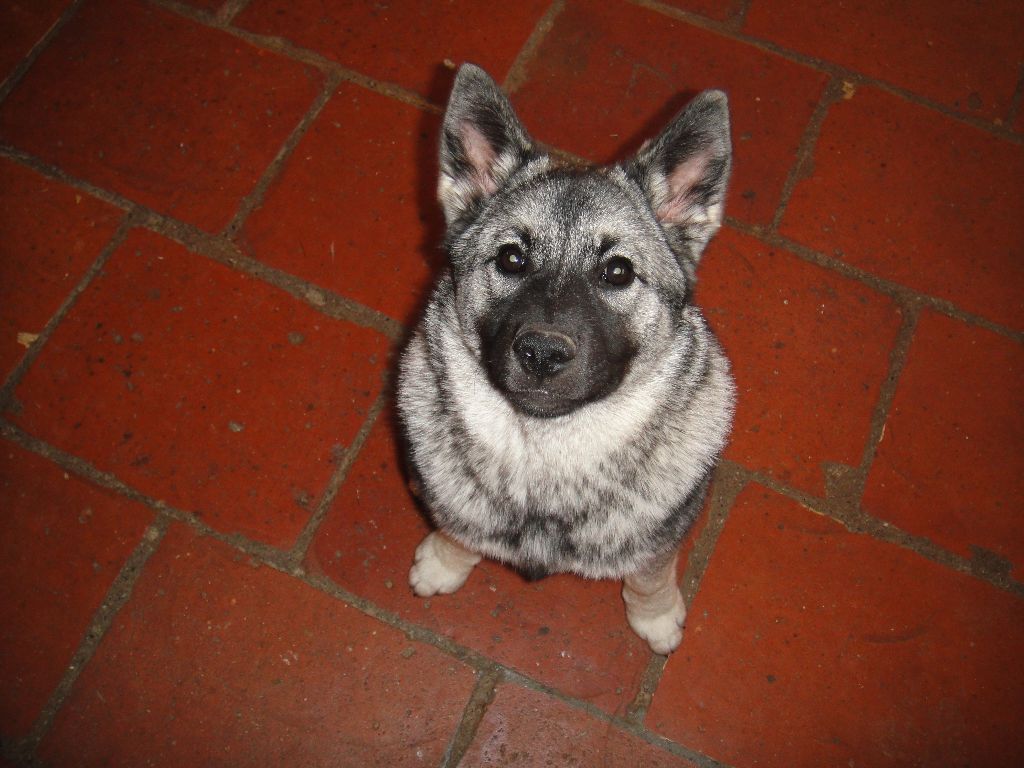 Naja De La Tanière De Saint Loup - meilleur jeune Tres Prometteur