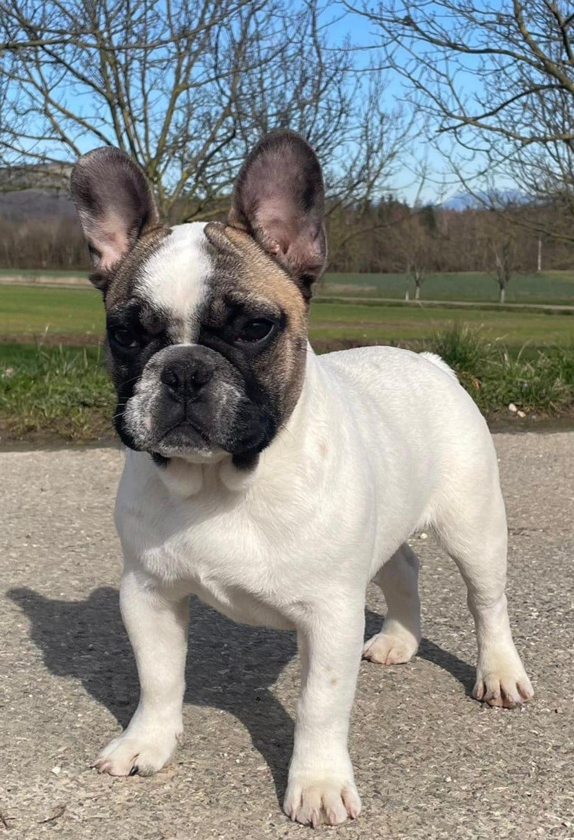 Chiot Bouledogue français