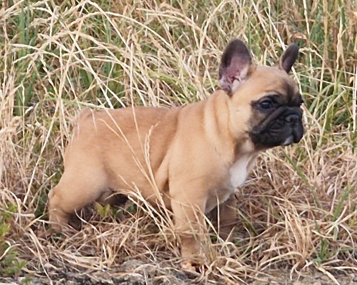 Bouledogue français - Du Domaine De Charroi