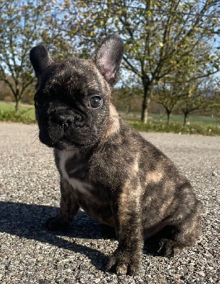 Les chiots de Bouledogue français