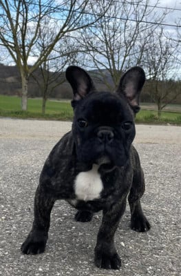 Les chiots de Bouledogue français