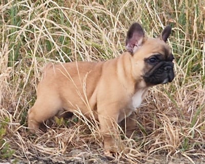 Les chiots de Bouledogue français