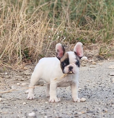 Les chiots de Bouledogue français