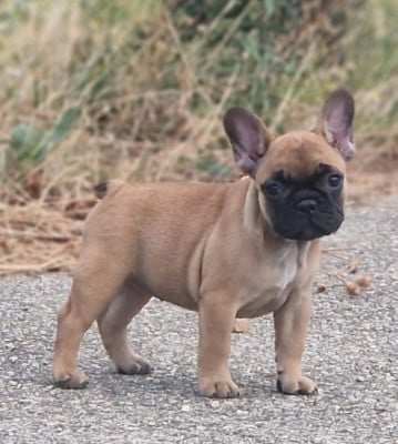Les chiots de Bouledogue français