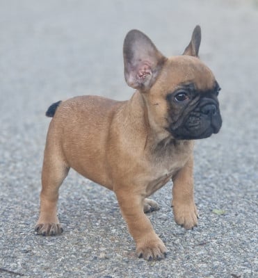 Les chiots de Bouledogue français