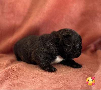 Les chiots de Bouledogue français