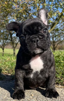 Les chiots de Bouledogue français