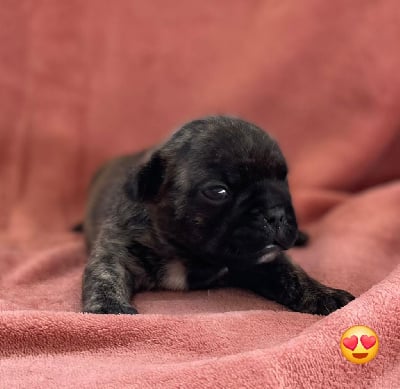 Les chiots de Bouledogue français