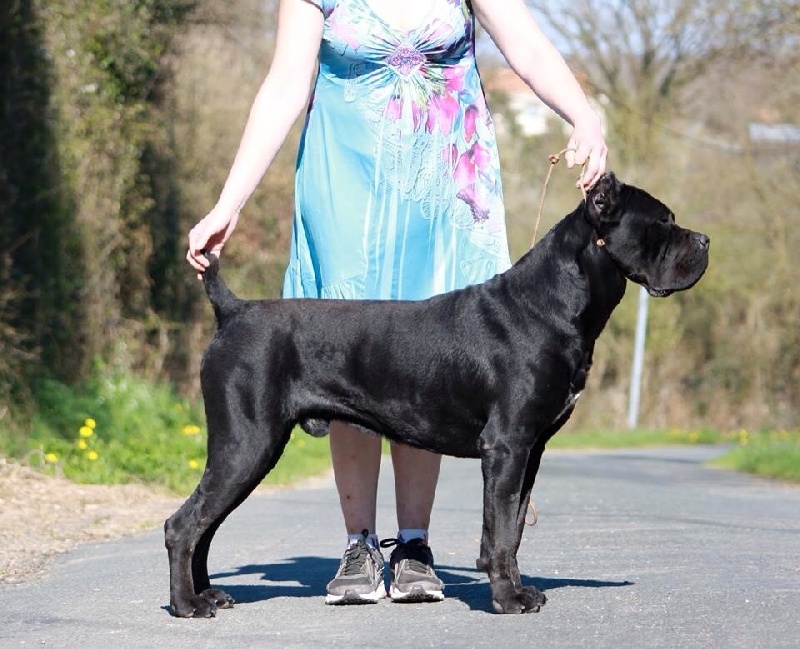 CH. Solopernumeriuno Di casa césaro - 1 EXC CACL